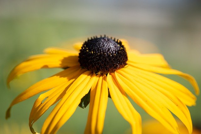 Free download coneflower flower yellow flower free picture to be edited with GIMP free online image editor