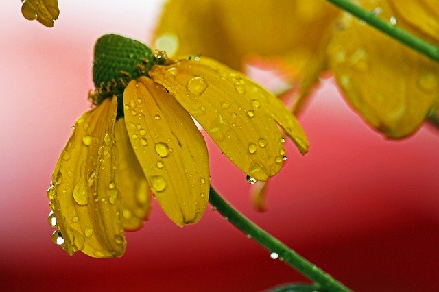 הורדה חינם Coneflower Summer Flower Yellow - תמונה או תמונה בחינם לעריכה עם עורך התמונות המקוון GIMP