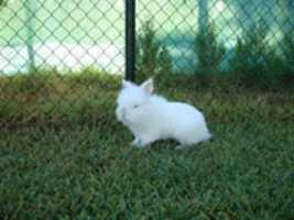 Free download Conejo free photo or picture to be edited with GIMP online image editor