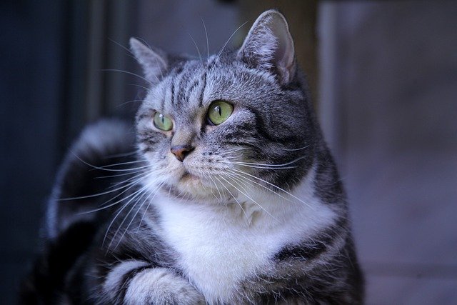 ดาวน์โหลดรูปภาพความมั่นใจแมวเสือสัตว์เลี้ยงลูกแมวฟรีเพื่อแก้ไขด้วยโปรแกรมแก้ไขรูปภาพออนไลน์ฟรี GIMP