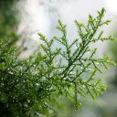 Coniferous branches  screen for extension Chrome web store in OffiDocs Chromium