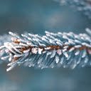 Coniferous branches and snow bushes  screen for extension Chrome web store in OffiDocs Chromium