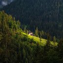 Coniferous forest  screen for extension Chrome web store in OffiDocs Chromium