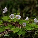 Convolvulus flowers  screen for extension Chrome web store in OffiDocs Chromium