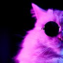 Cool Cat  screen for extension Chrome web store in OffiDocs Chromium