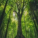 Cool Green Forest At Movie2k  screen for extension Chrome web store in OffiDocs Chromium