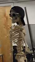 Free download cool skeleton free photo or picture to be edited with GIMP online image editor