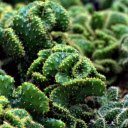 coral cactus  screen for extension Chrome web store in OffiDocs Chromium