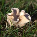 Coral Mushroom  screen for extension Chrome web store in OffiDocs Chromium