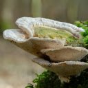 Coral mushrooms  screen for extension Chrome web store in OffiDocs Chromium