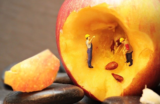 Free download core renovation apple apple kernels free picture to be edited with GIMP free online image editor