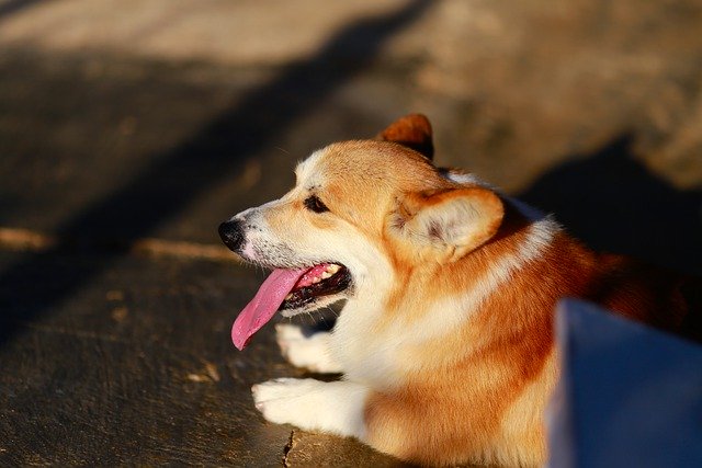 Free download corgi puppy dog cute outdoors free picture to be edited with GIMP free online image editor