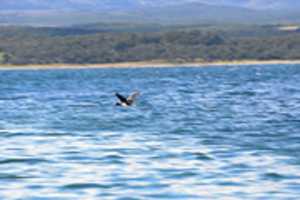 Free download Cormorant Flying Past Martillo Island free photo or picture to be edited with GIMP online image editor