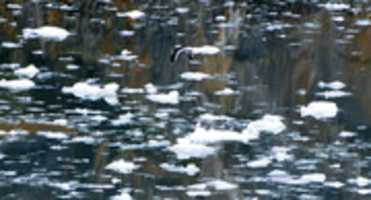 Free download Cormorant in Agostini Sound free photo or picture to be edited with GIMP online image editor