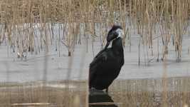 Free download Cormorant Winter Reeds Ice -  free video to be edited with OpenShot online video editor