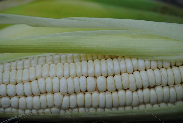 Muat turun percuma gambar percuma sayur jagung di atas tongkol untuk diedit dengan editor imej dalam talian percuma GIMP