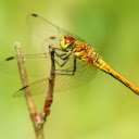 Corn dragonfly  screen for extension Chrome web store in OffiDocs Chromium