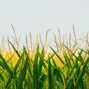 Cornflowers  screen for extension Chrome web store in OffiDocs Chromium