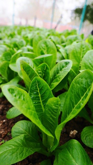 Unduh gratis gambar tanaman sayuran selada gratis untuk diedit dengan editor gambar online gratis GIMP