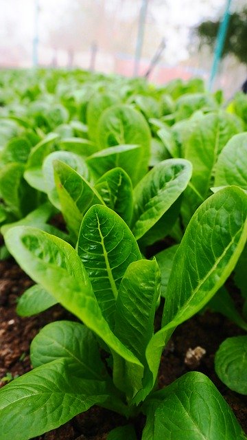 Free download cos lettuce vegetable plant free picture to be edited with GIMP free online image editor