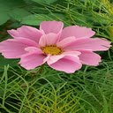 Cosmos flower wallpaper  screen for extension Chrome web store in OffiDocs Chromium