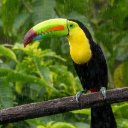 COSTA RICA THEME  screen for extension Chrome web store in OffiDocs Chromium