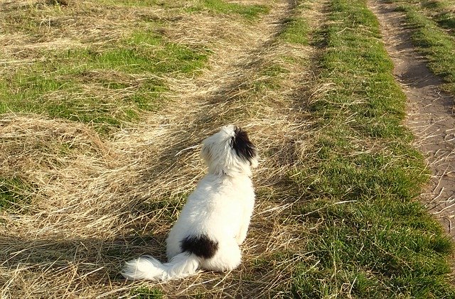 Bezpłatne pobieranie coton de tulear pies łąka szczeniak darmowe zdjęcie do edycji za pomocą bezpłatnego internetowego edytora obrazów GIMP