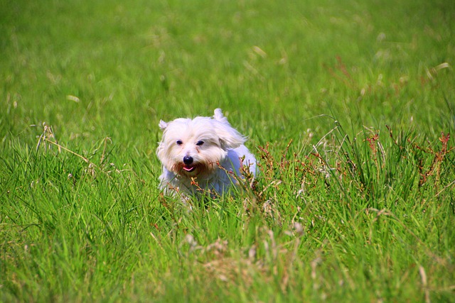 Free download coton de tulear dog meadow running free picture to be edited with GIMP free online image editor