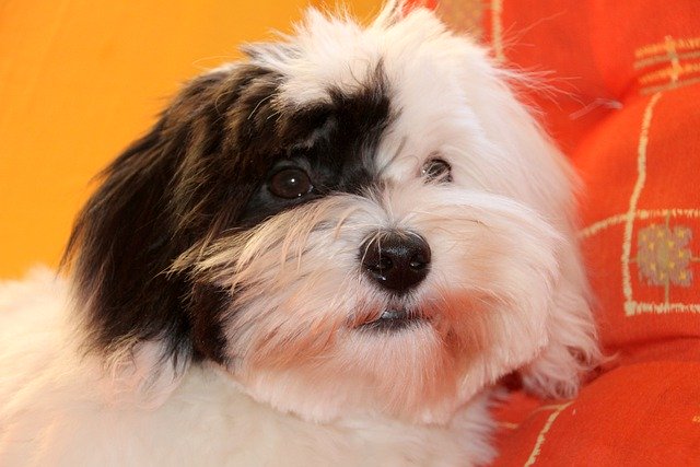 Scarica gratis coton de tulear cane cucciolo animale domestico immagine gratuita da modificare con l'editor di immagini online gratuito GIMP