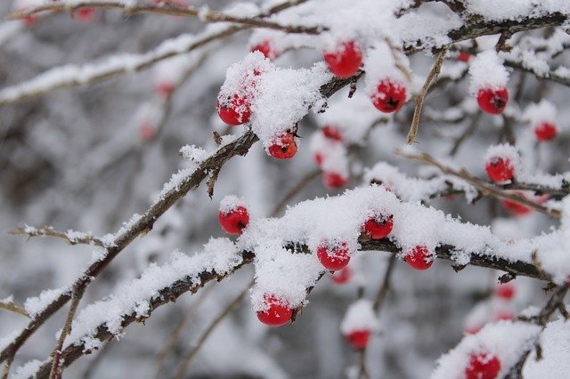 Free download Cotoneaster Berries Red free photo template to be edited with GIMP online image editor