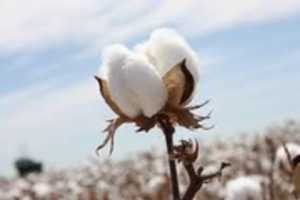 Free download Cotton Fibers free photo or picture to be edited with GIMP online image editor