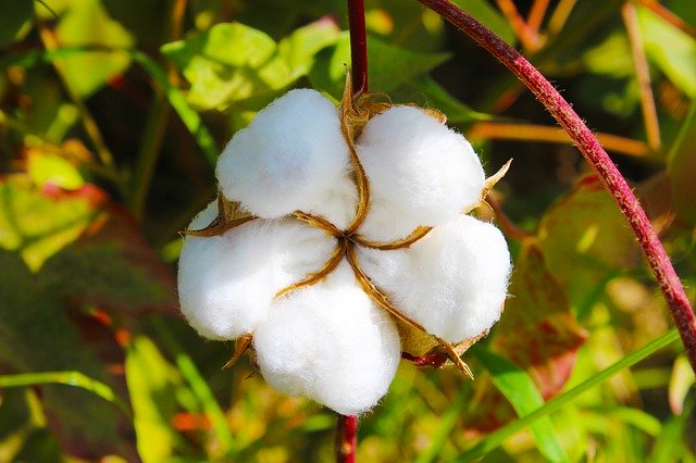 Descarga gratuita Cotton Tajikistan Buttermilk - foto o imagen gratuita para editar con el editor de imágenes en línea GIMP