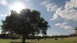 Download grátis Country Trees Landscape - vídeo grátis para ser editado com o editor de vídeo online OpenShot