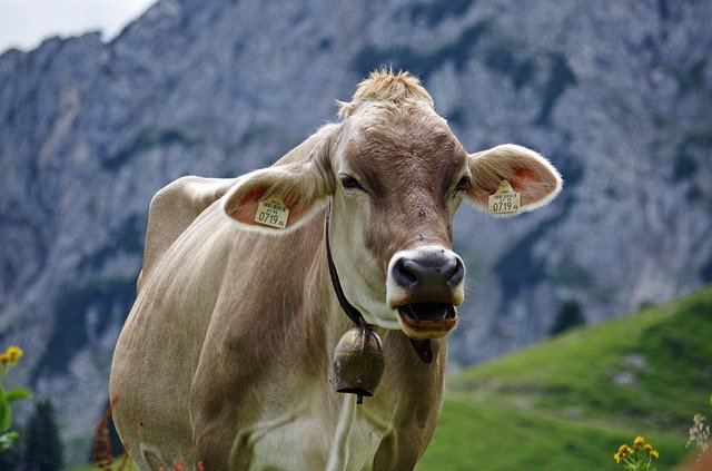 دانلود رایگان قالب عکس Cow Alpine Alm برای ویرایش با ویرایشگر تصویر آنلاین GIMP