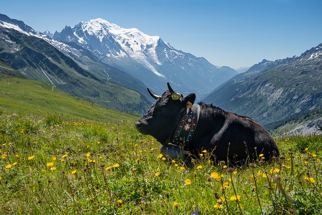 Descarga gratuita vaca alpes prados alpinos ganado imagen gratis para editar con GIMP editor de imágenes en línea gratuito