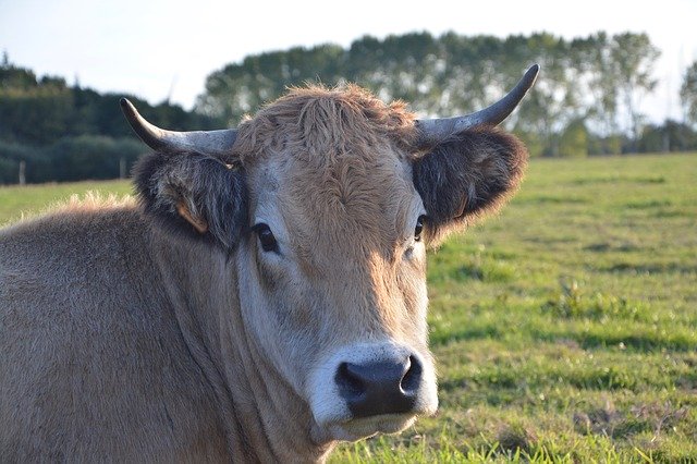 Free download cow bovids cattle ruminant female free picture to be edited with GIMP free online image editor