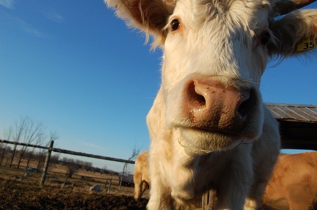 Bezpłatne pobieranie Cow Cattle Farm - darmowe zdjęcie lub obraz do edycji za pomocą internetowego edytora obrazów GIMP