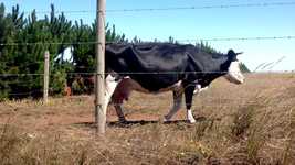 Free download Cow Countryside Forest -  free video to be edited with OpenShot online video editor