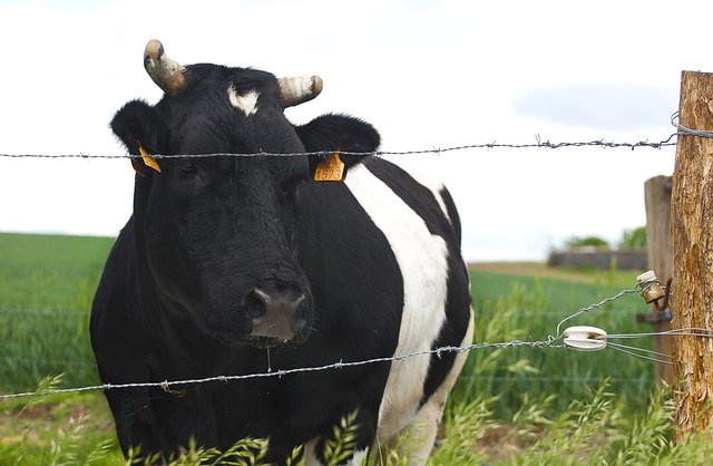 Bezpłatne pobieranie krów, krów, pastwisk bydła, pasących się bezpłatnie, do edycji za pomocą bezpłatnego internetowego edytora obrazów GIMP