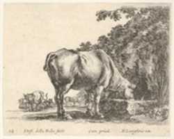 Free download Cow Drinking from a Stone Trough, from Diversi capricci free photo or picture to be edited with GIMP online image editor