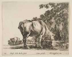Free download Cow Drinking from a Stone Trough free photo or picture to be edited with GIMP online image editor