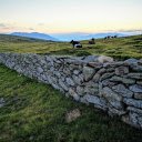 Cow farm  screen for extension Chrome web store in OffiDocs Chromium