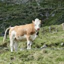 Cow growing on the farm  screen for extension Chrome web store in OffiDocs Chromium