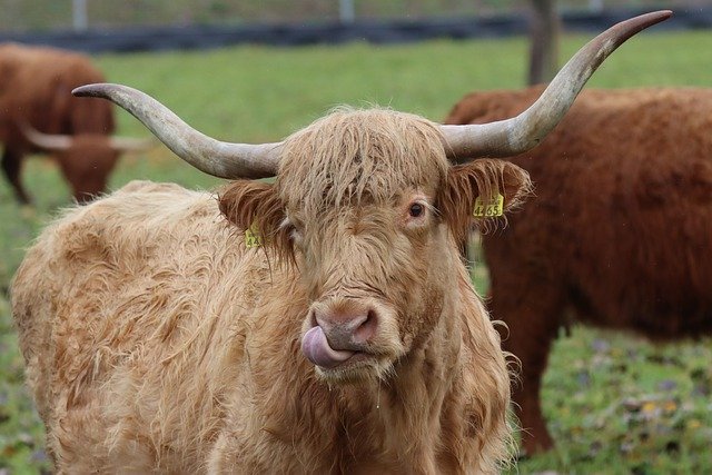 Kostenloser Download Kuh Hörner Zunge Vieh Pelz kostenloses Bild zur Bearbeitung mit dem kostenlosen Online-Bildeditor GIMP