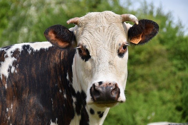 הורדה חינם של חלב פרה קרני בקר של חיות בקר תמונה בחינם לעריכה עם עורך תמונות מקוון בחינם של GIMP