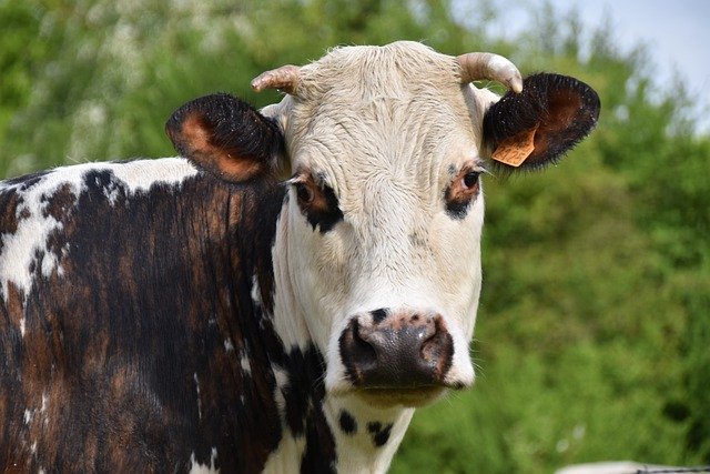 Free download cow milk cow animal cattle horns free picture to be edited with GIMP free online image editor