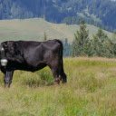 Cow on the hill  screen for extension Chrome web store in OffiDocs Chromium