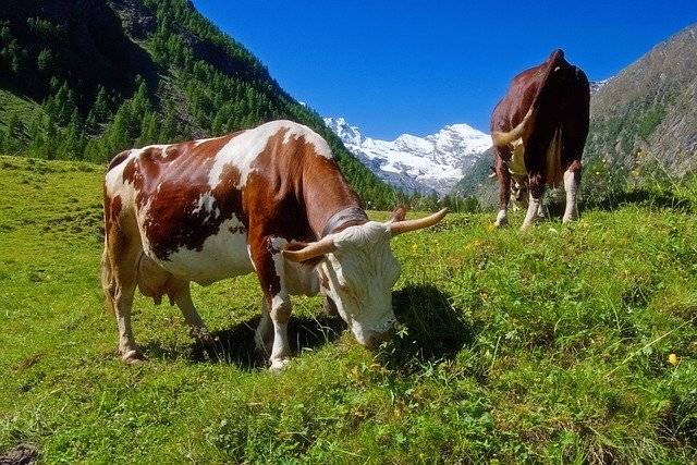 Descargue gratis la imagen gratuita de los Alpes de montaña de pasto de vaca para editar con el editor de imágenes en línea gratuito GIMP