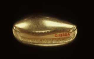 Free download Cowrie shell bead free photo or picture to be edited with GIMP online image editor