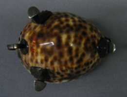 Free download Cowrie shell free photo or picture to be edited with GIMP online image editor